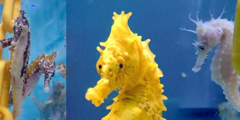How To Acclimate A New Seahorse To Your Aquarium