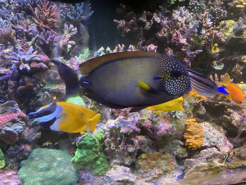 How To Acclimate A New Yellow Tang To Your Aquarium