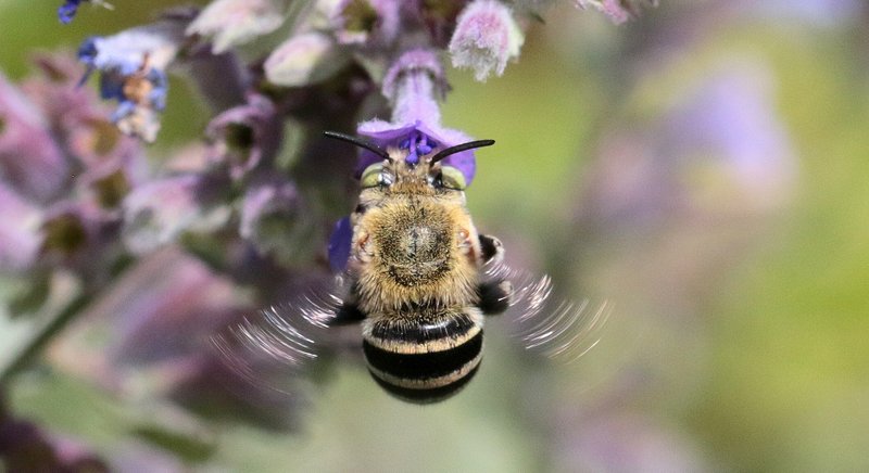 How To Attract Blue Banded Bees To Your Garden