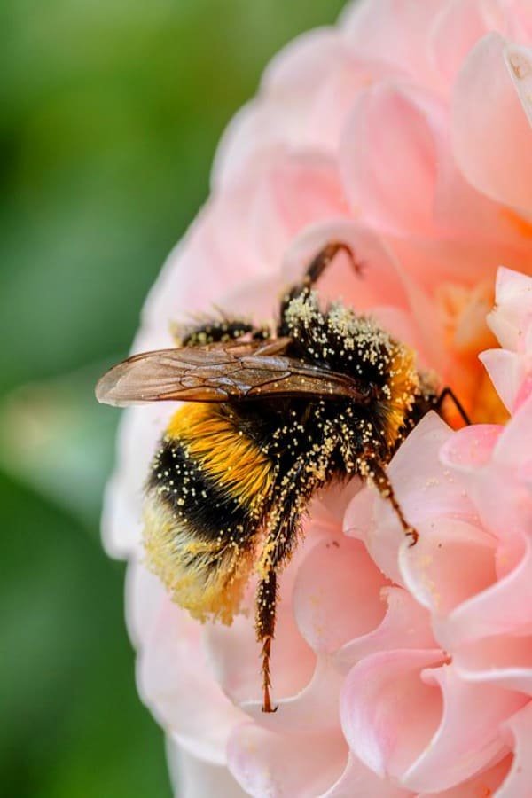 How To Attract Bumblebees To Your Garden