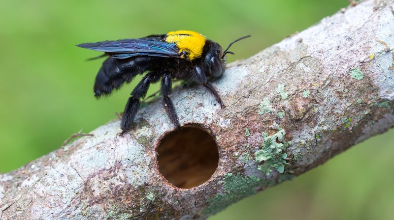 How To Attract Carpenter Bees To Your Garden