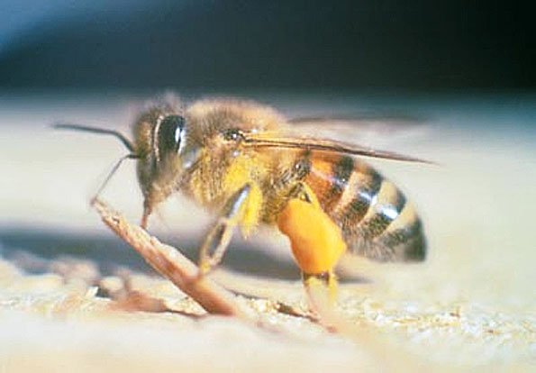 How To Attract Killer Bee (Africanized)S To Your Garden
