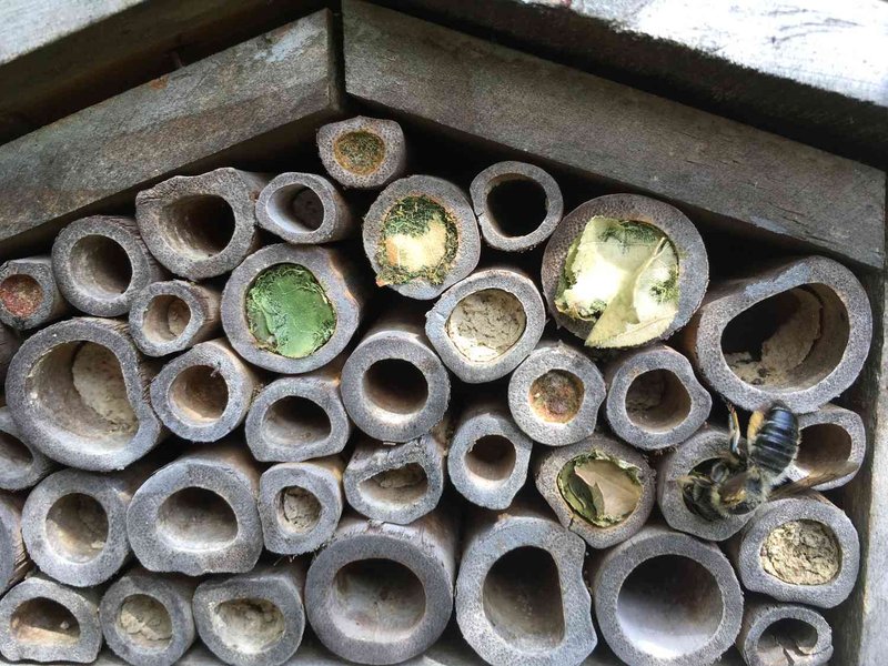 How To Attract Leafcutter Bees To Your Garden