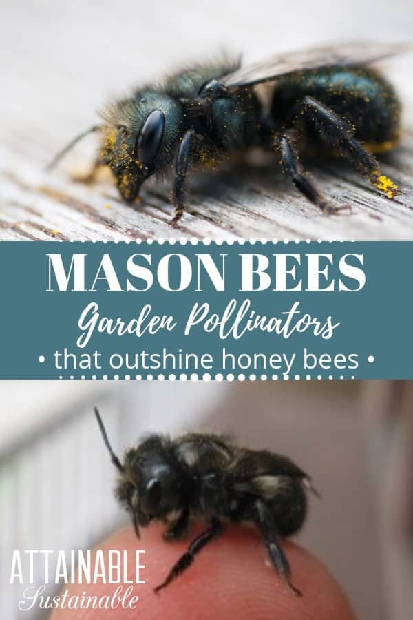 How To Attract Mason Bees To Your Garden