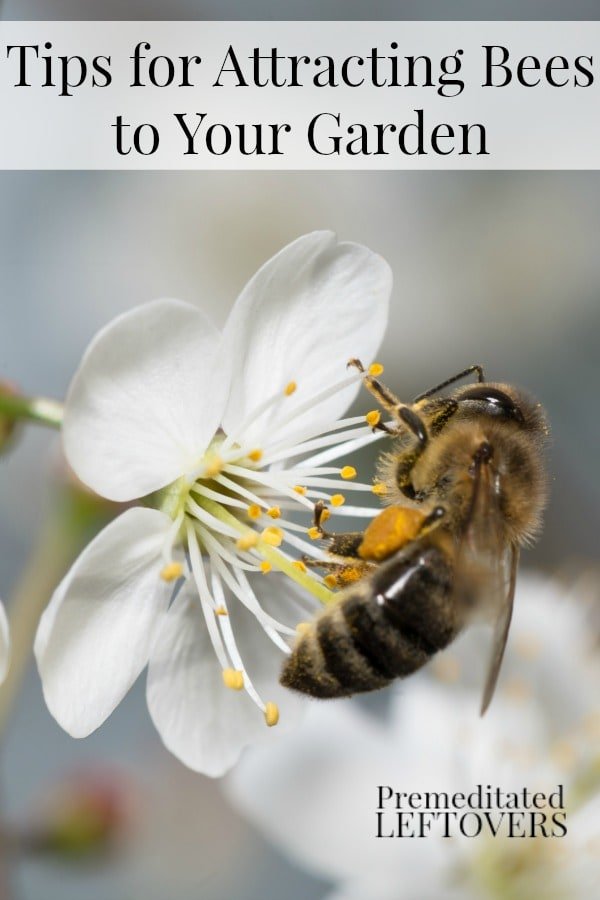 How To Attract Mining Bees To Your Garden