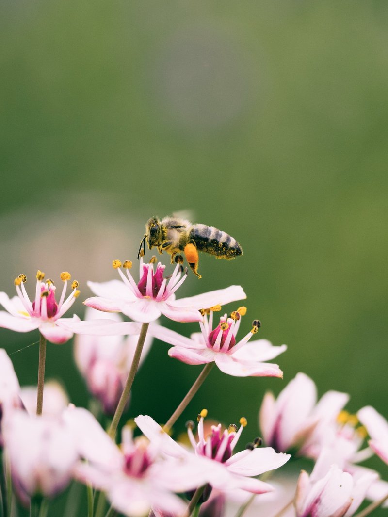 How To Attract Stingless Bees To Your Garden