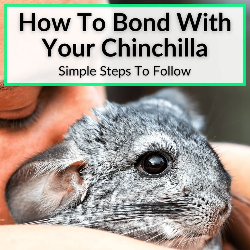 How To Bond With Your Chinchilla: Step‑By‑Step Tips