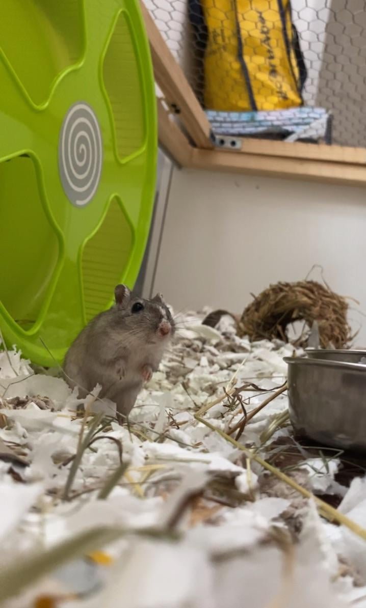 How To Bond With Your Gerbil And Build Trust