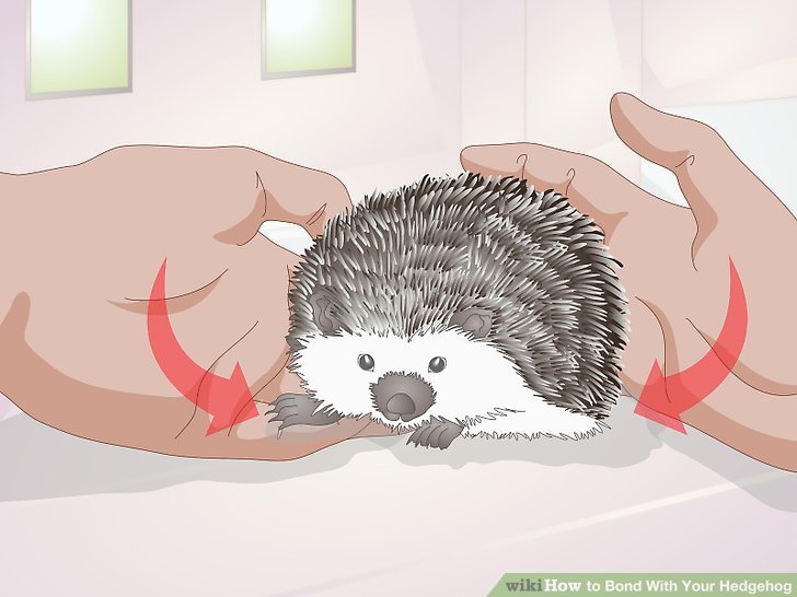 How To Bond With Your Hedgehog: Step-By-Step Tips