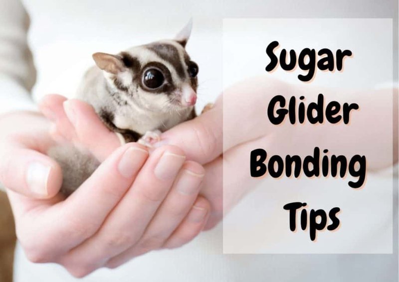 How To Bond With Your Sugar Glider: Steps To Build Trust