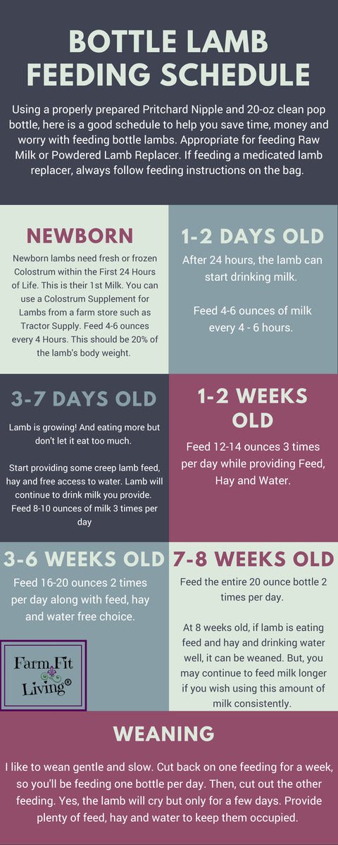 How To Bottle-Feed Orphan Lambs: Supplies And Schedule