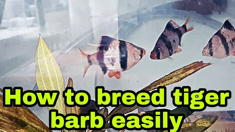 How To Breed Barbs At Home