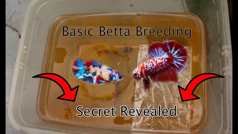 How To Breed Betta Fish At Home