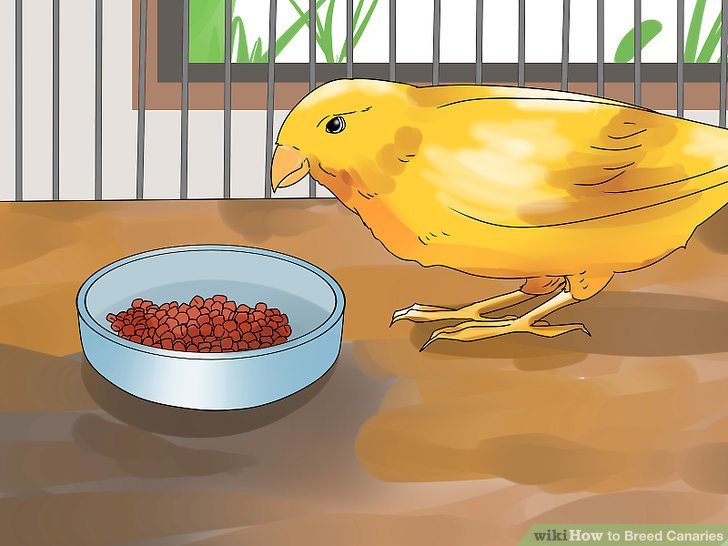 How To Breed Canaries: Nesting, Eggs, And Chicks