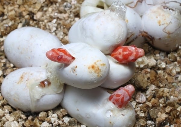 How To Breed Corn Snakes: Mating, Eggs, And Incubation
