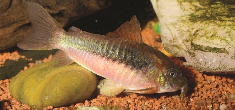 How To Breed Corydoras Catfish At Home