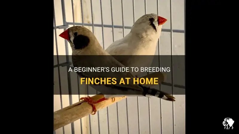 How To Breed Finches Successfully At Home