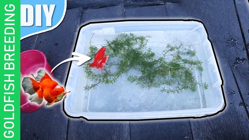 How To Breed Goldfish At Home