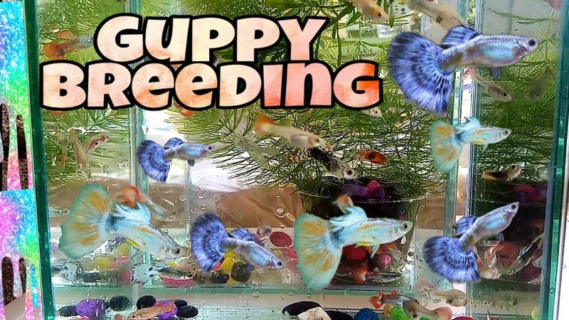 How To Breed Guppy At Home
