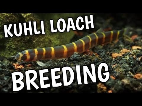 How To Breed Loach At Home