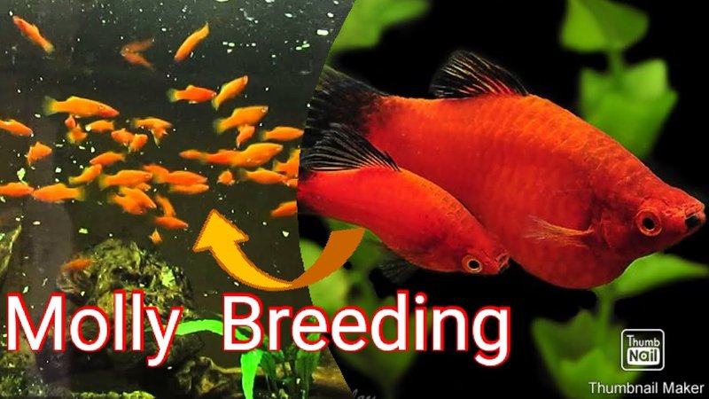 How To Breed Molly At Home