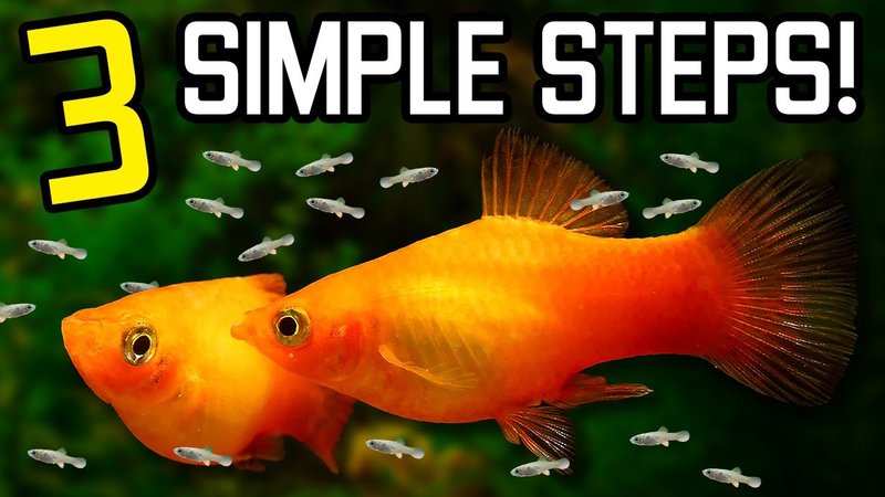 How To Breed Platy At Home
