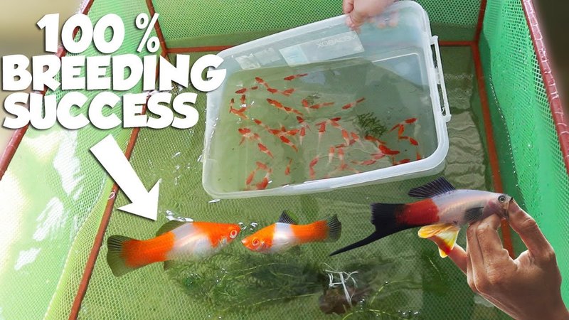 How To Breed Swordtail At Home