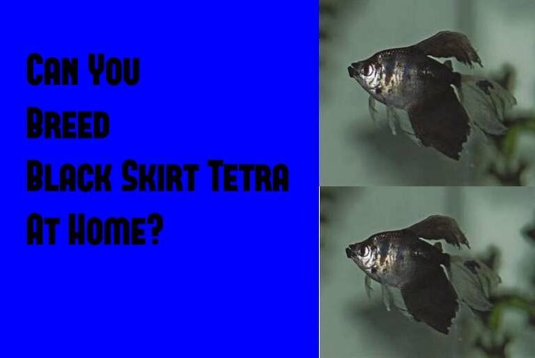 How To Breed Tetra At Home