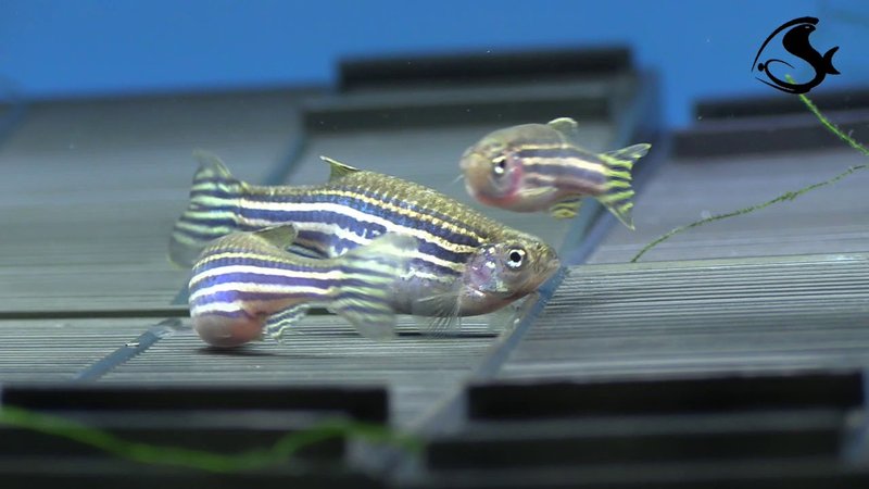 How To Breed Zebra Danio At Home