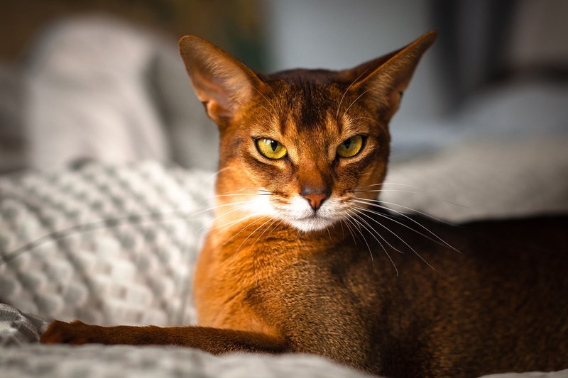 How To Care For A Abyssinian Cat: Grooming, Feeding, And Environment
