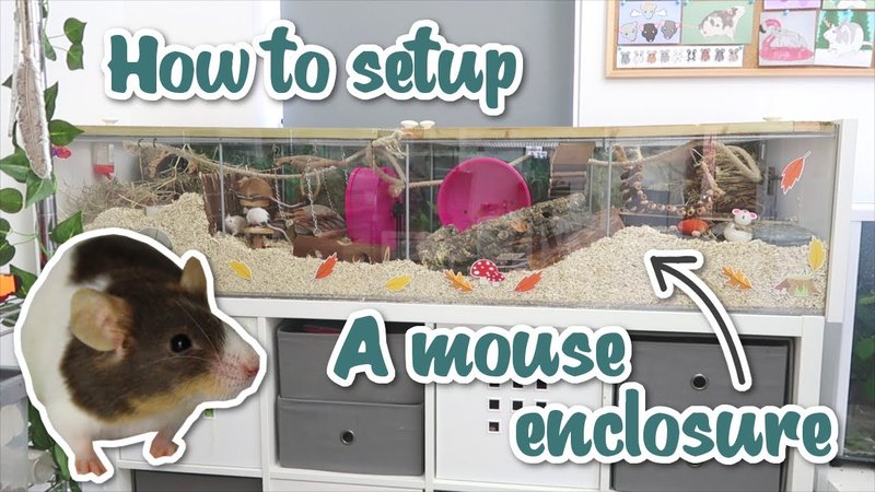 How To Care For A Albino Mouse: Cage Setup, Diet, And Enrichment