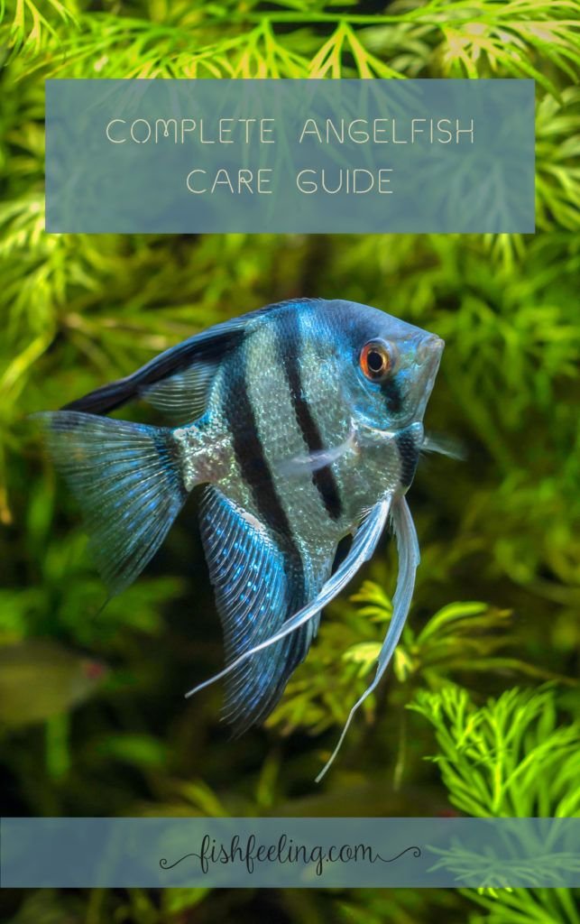 How To Care For A Angelfish In A Freshwater Aquarium