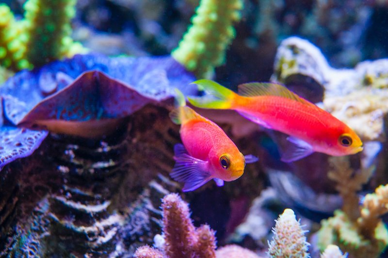 How To Care For A Anthias In A Saltwater Aquarium