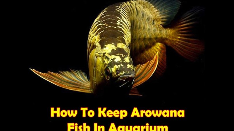 How To Care For A Arowana In A Freshwater Aquarium