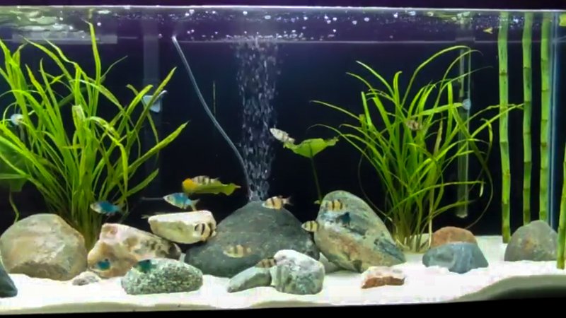 How To Care For A Barbs In A Freshwater Aquarium