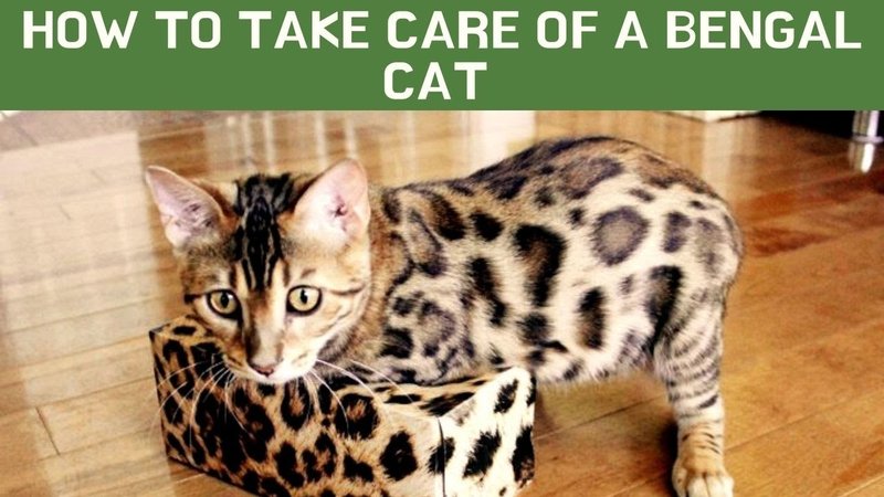 How To Care For A Bengal Cat: Grooming, Feeding, And Environment