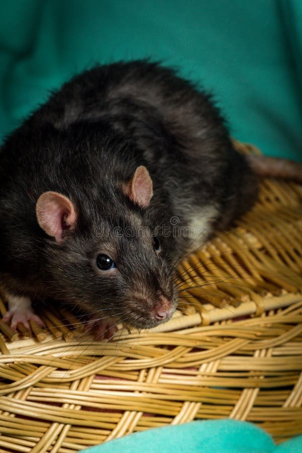 How To Care For A Berkshire Rat: Diet, Habitat, And Handling Tips