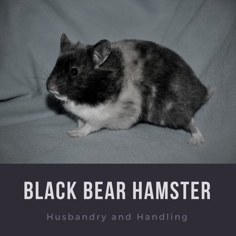 How To Care For A Black Bear Hamster: Cage, Diet, And Handling