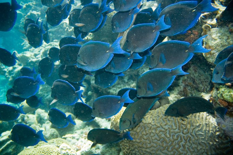 How To Care For A Blue Tang In A Saltwater Aquarium