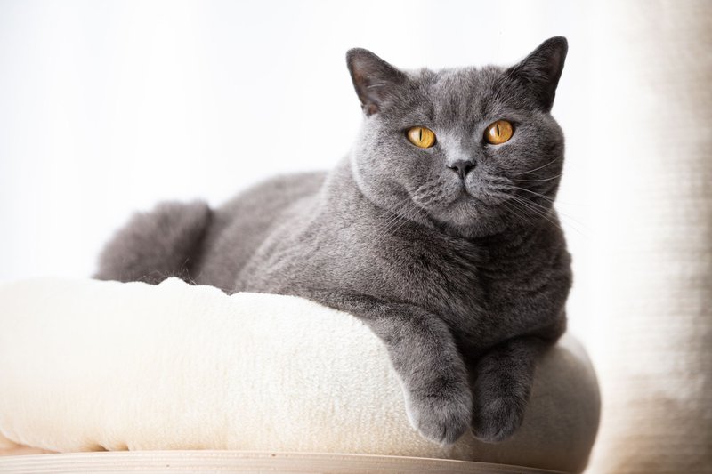 How To Care For A British Shorthair Cat: Grooming, Feeding, And Environment