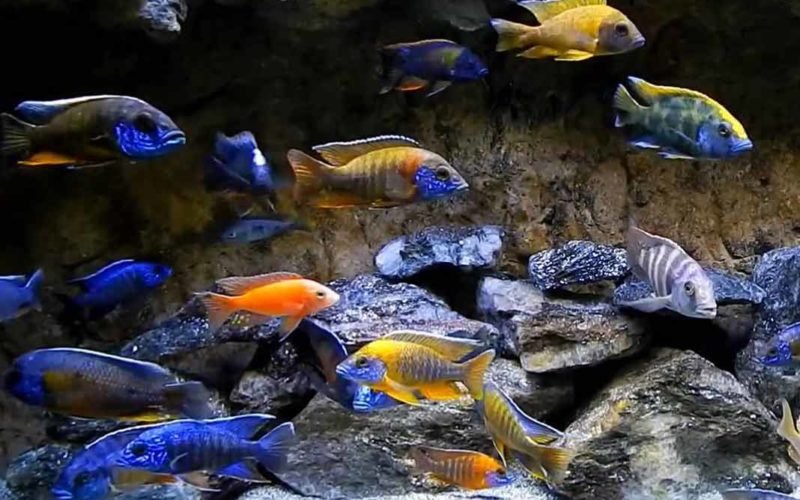 How To Care For A Cichlid In A Freshwater Aquarium