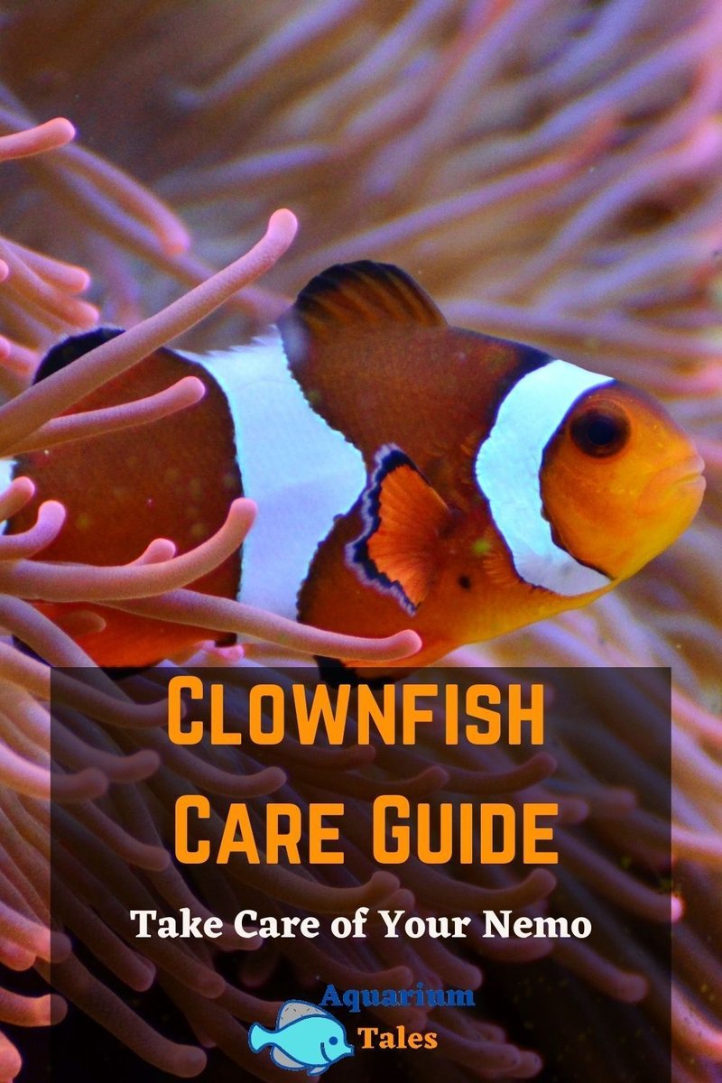 How To Care For A Clownfish In A Saltwater Aquarium