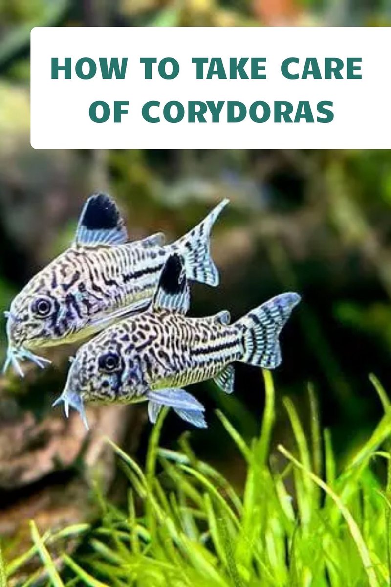 How To Care For A Corydoras Catfish In A Freshwater Aquarium