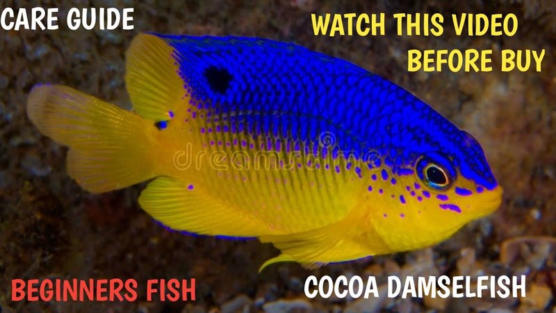 How To Care For A Damsel Fish In A Saltwater Aquarium