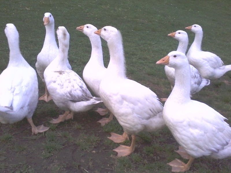 How To Care For A Domestic Goose: Complete Guide