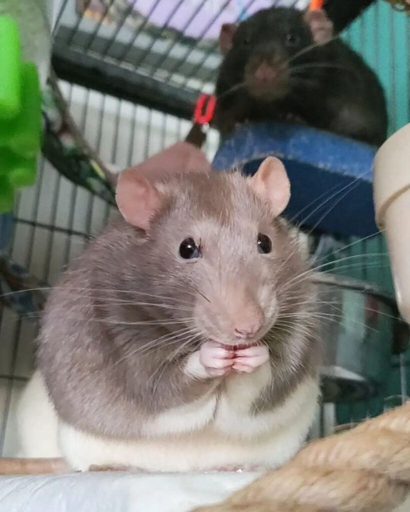How To Care For A Dumbo Rat: Diet, Habitat, And Handling Tips