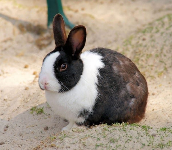How To Care For A Dutch Rabbit: Housing, Diet, And Grooming
