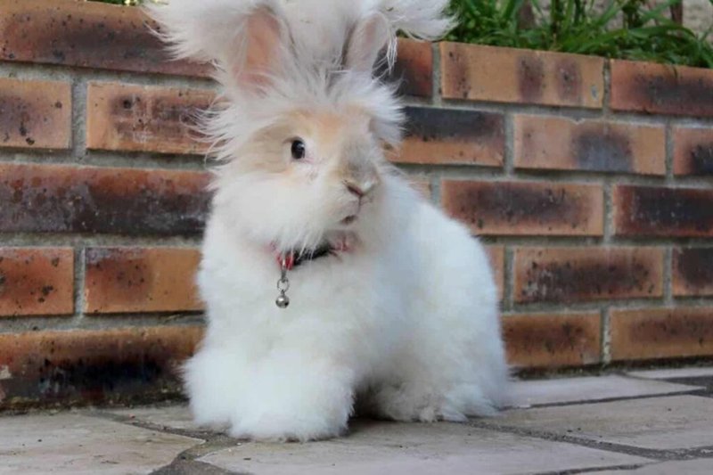How To Care For A English Angora Rabbit: Housing, Diet, And Grooming