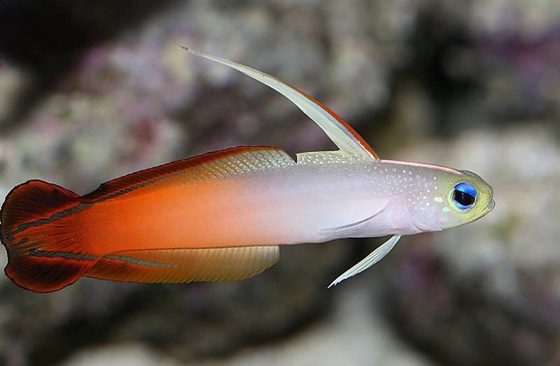 How To Care For A Firefish In A Saltwater Aquarium