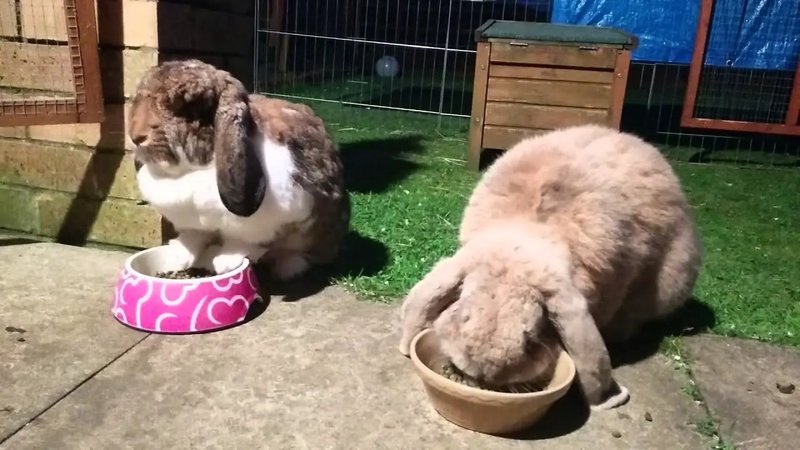 How To Care For A French Lop Rabbit: Housing, Diet, And Grooming